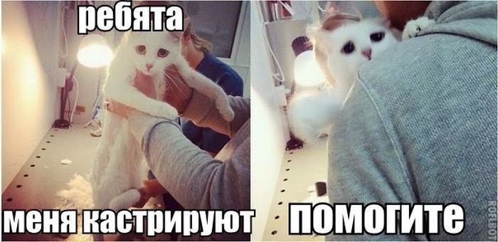 Прикольные картинки (61 фото)