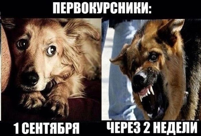 Прикольные картинки (91 фото)