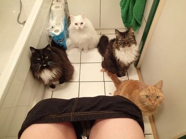 Прикольные картинки