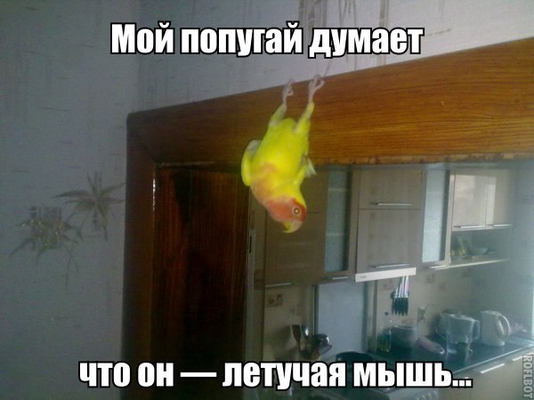 Прикольные картинки (86 фото)