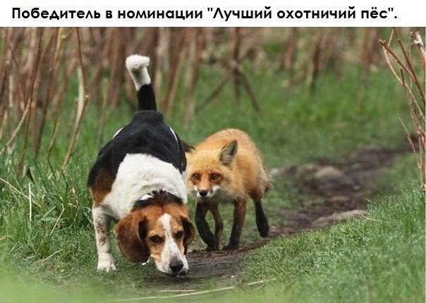 Прикольные картинки (80 фото)