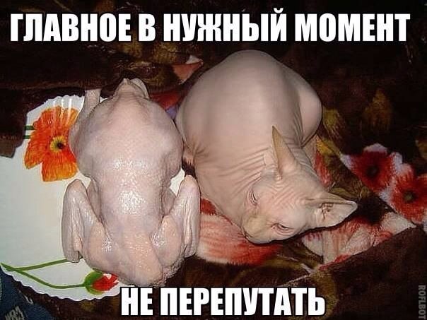 Забавные картинки