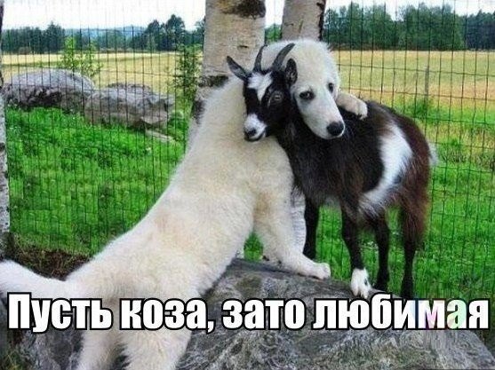 Прикольные картинки (98 фото)