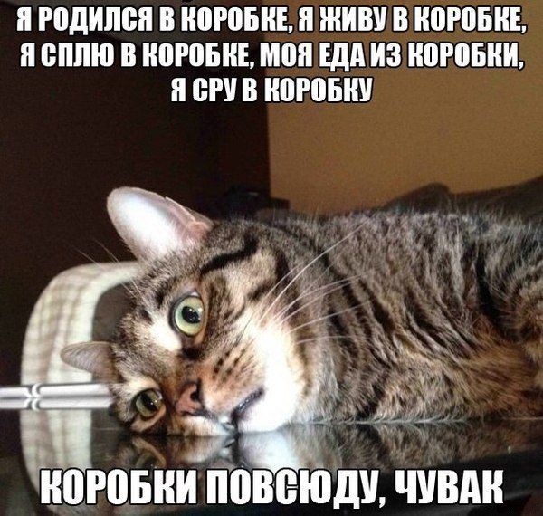 Забавные картинки