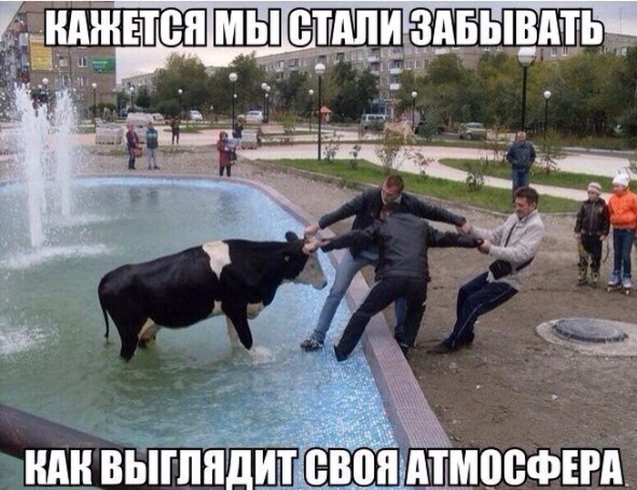Прикольные картинки (93 фото)