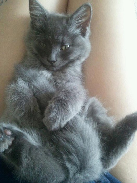I'm sexy and I know it