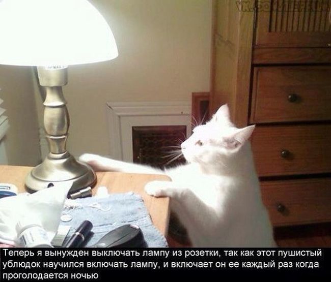 Забавные картинки