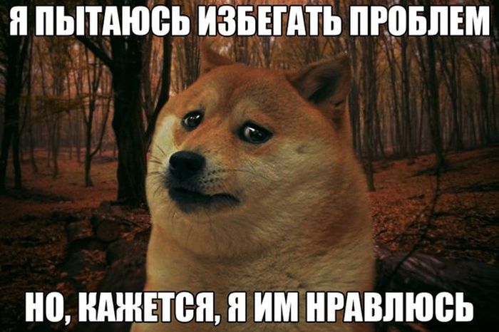 Прикольные картинки (80 фото)