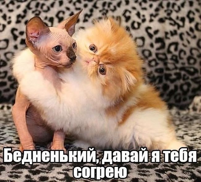 Забавные картинки