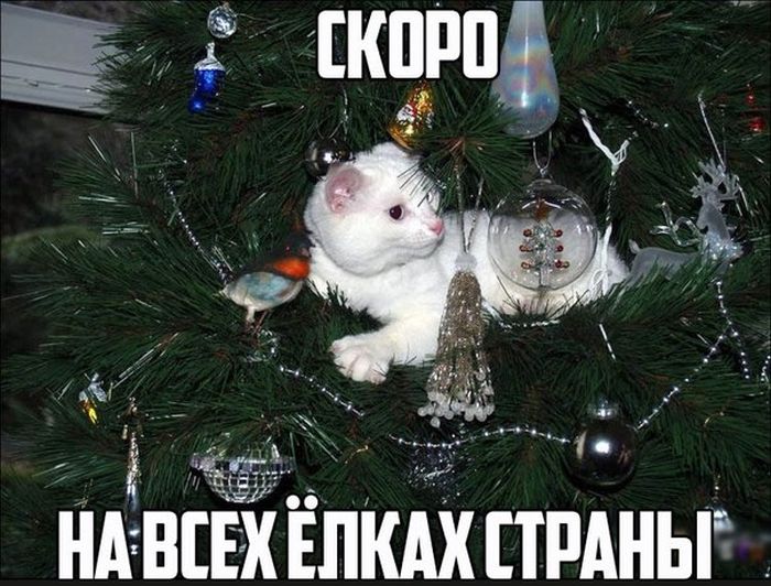 Прикольные картинки (64 фото)