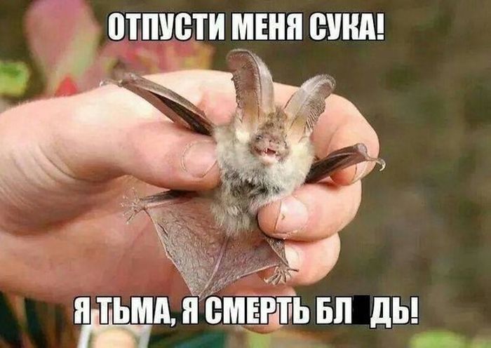 Прикольные картинки (84 фото)