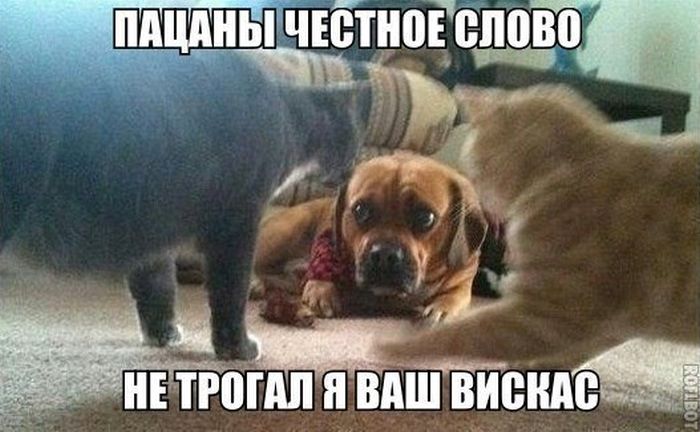 Забавные картинки