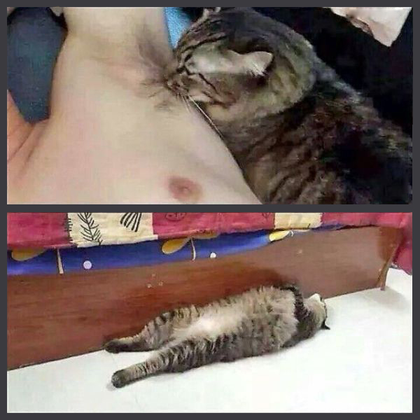 Забавные картинки