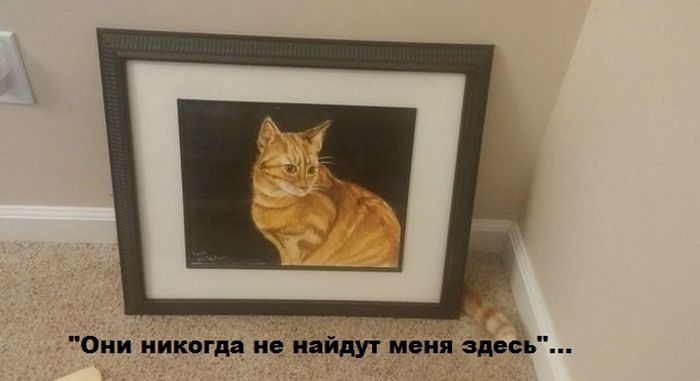 Забавные картинки