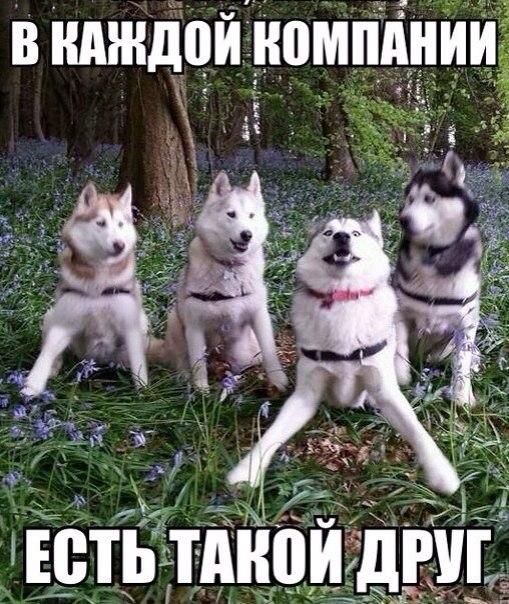 Забавные картинки