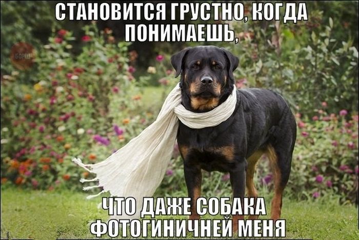 Забавные картинки