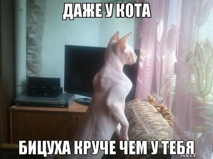 Забавные картинки