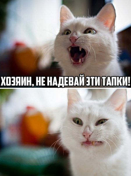Порция картинок
