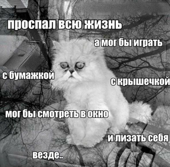 Порция картинок