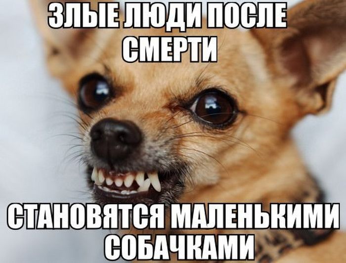 Забавные картинки
