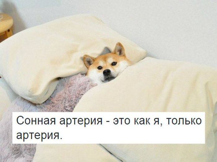 Забавные картинки
