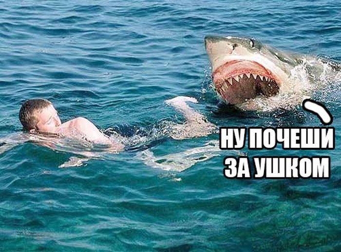 Забавные картинки