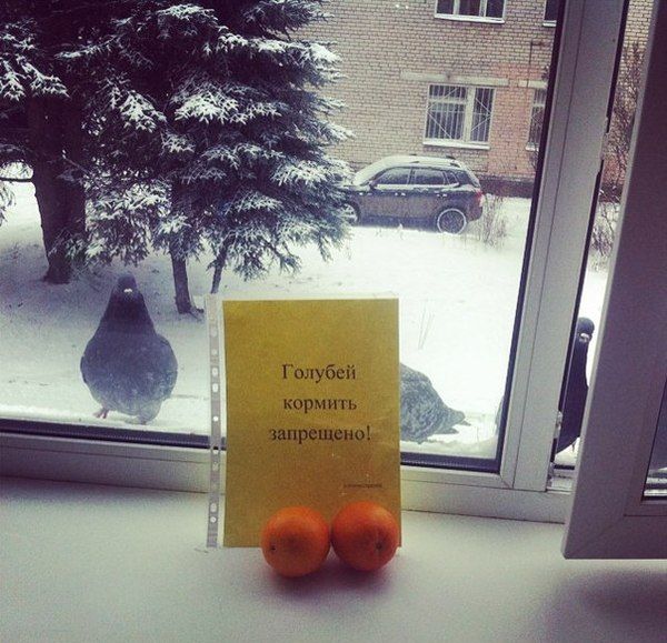 Забавные картинки