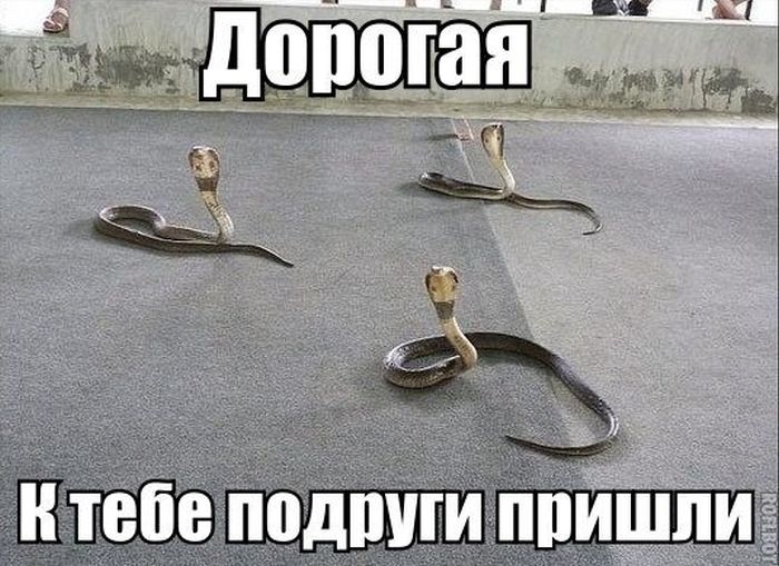 Забавные картинки