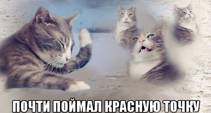 Забавные картинки