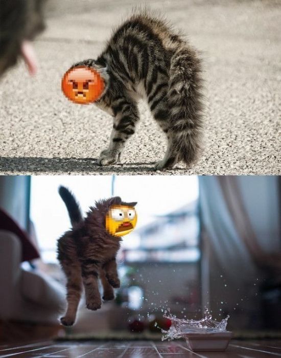 Забавные картинки
