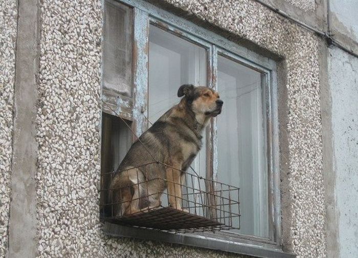 Забавные картинки