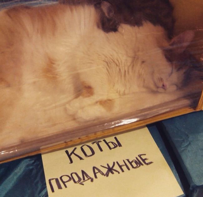 Забавные картинки