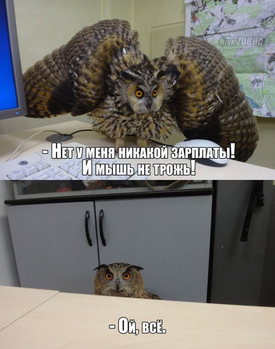 Забавные картинки