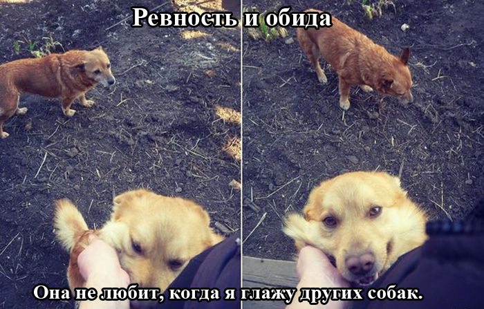 Порция картинок