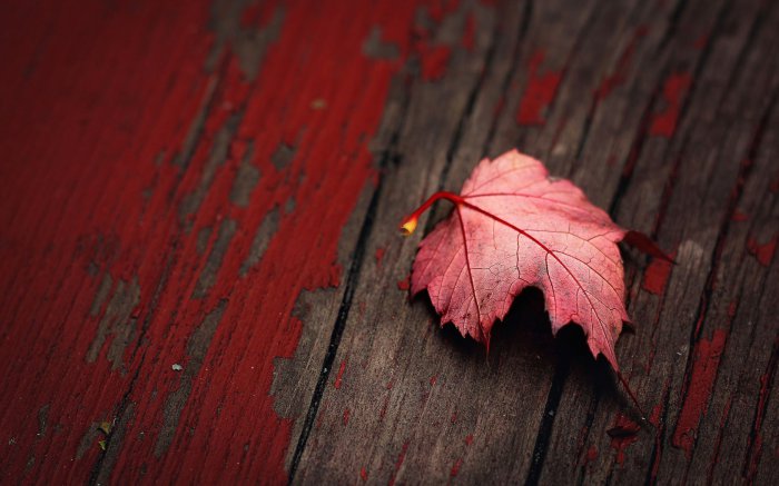 Обои на рабочий стол / HD Computer Wallpaper 100