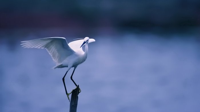 Обои на рабочий стол / HD Computer Wallpaper 100