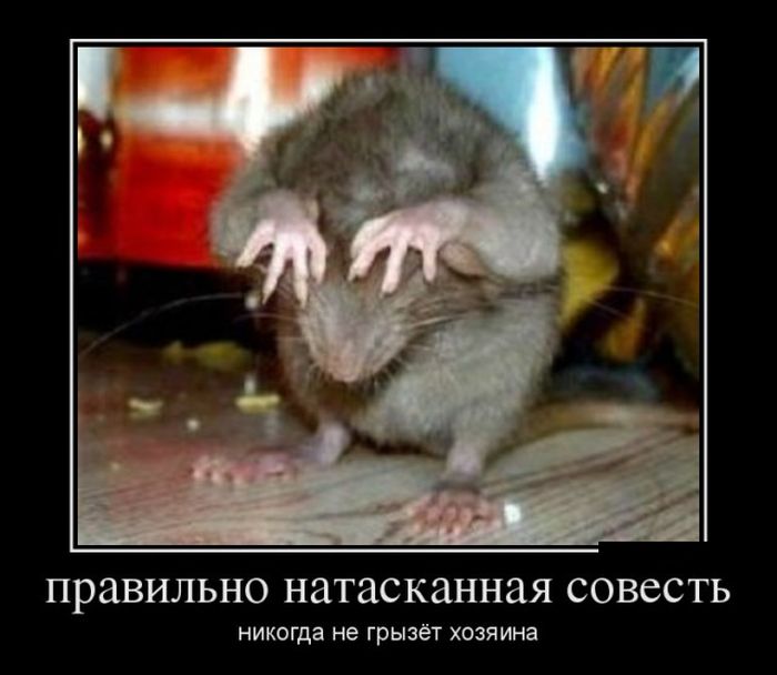 Демотиваторы