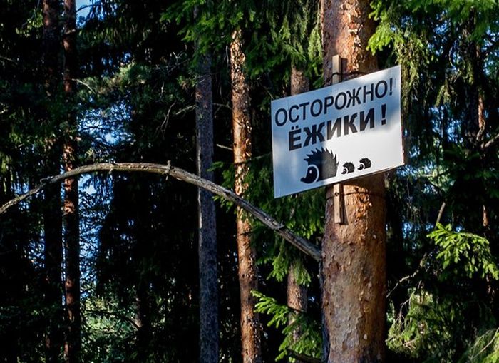 Забавные картинки
