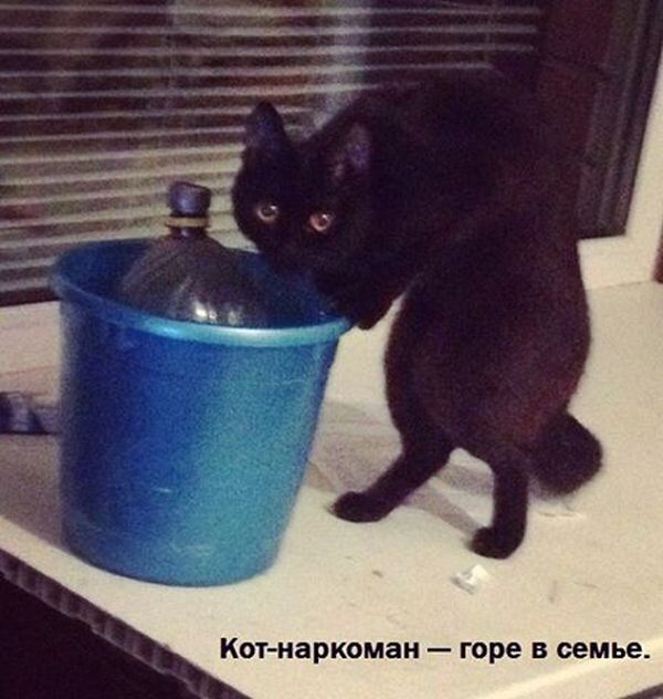 Забавные картинки