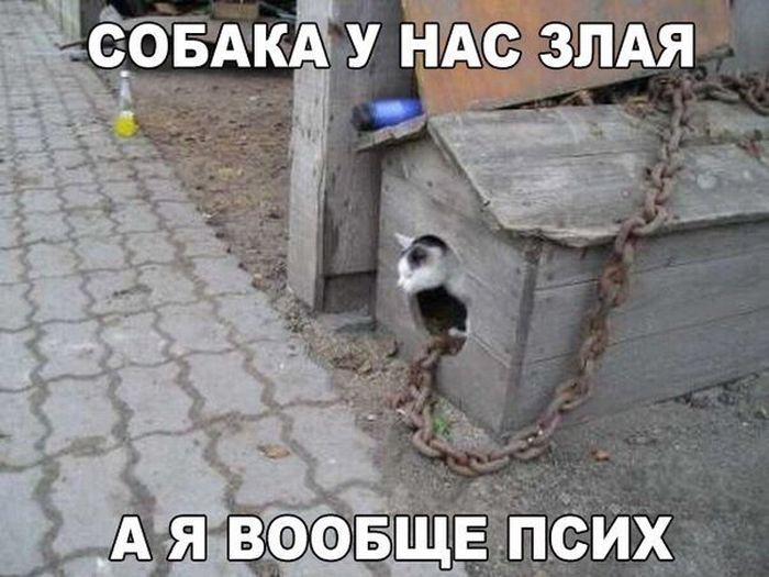 Забавные картинки