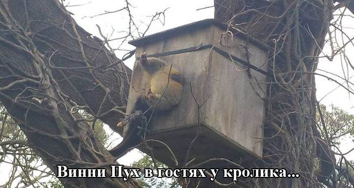Порция картинок