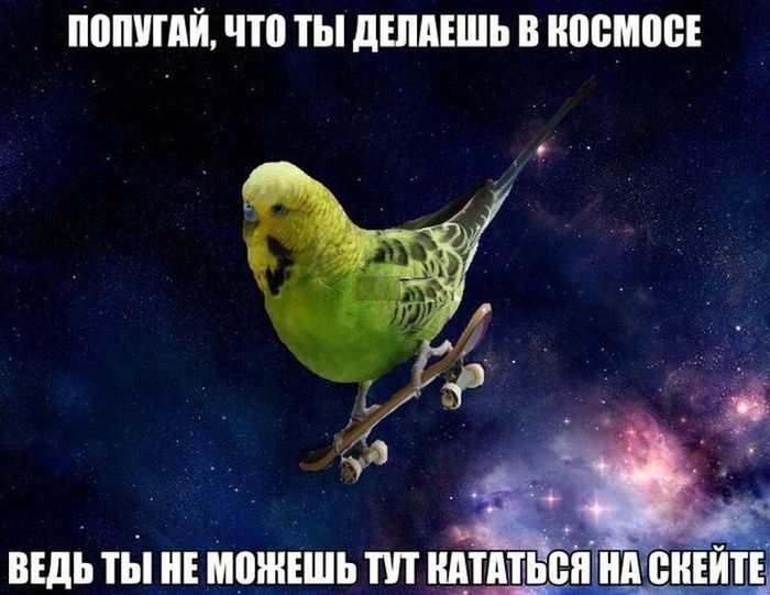 Порция картинок
