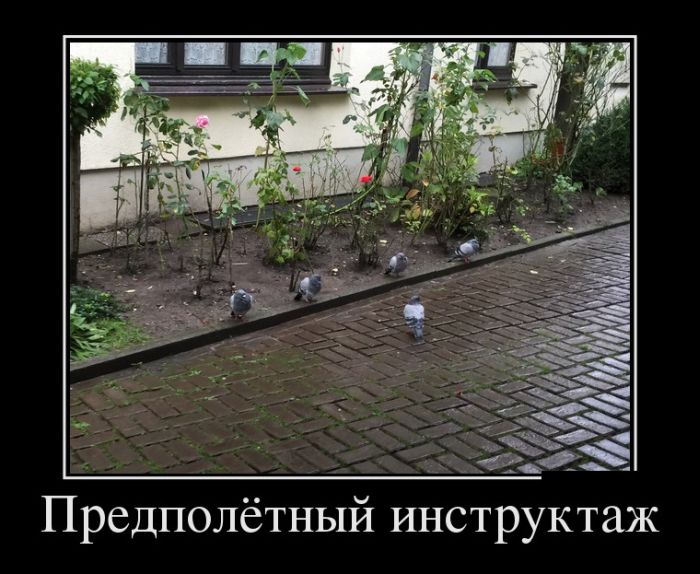 Демотиваторы