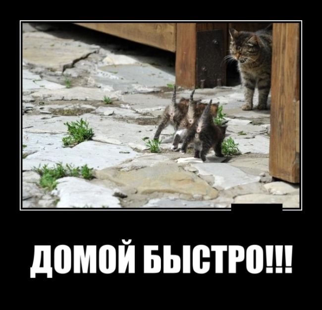 Демотиваторы