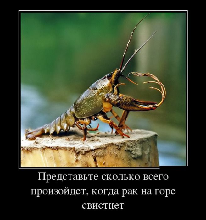 Демотиватор