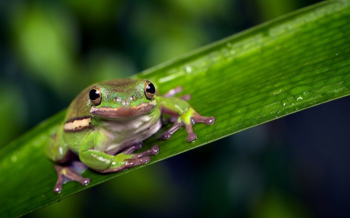 Обои на рабочий стол /MixWallpapers