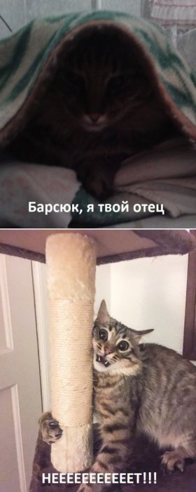 Порция картинок