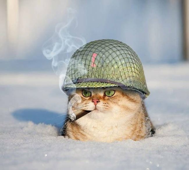 Порция картинок