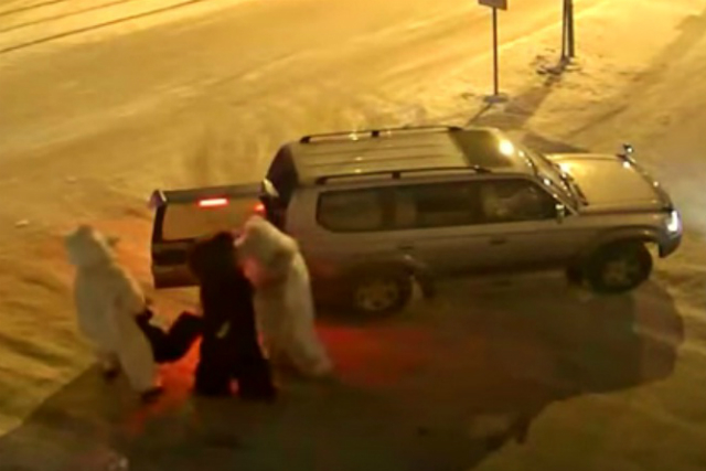 В Новосибирске три медведя на джипе избили и погрузили в багажник пешехода