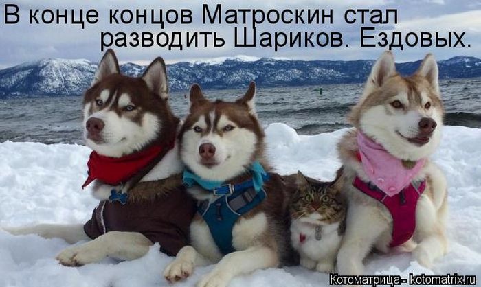 Лучшие котоматрицы недели